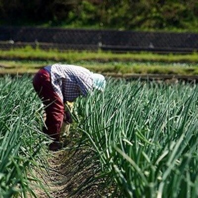 【ケンちゃんファーム】＼うまい玉ねぎできたでー/特別栽培・黄赤玉ねぎ食べ比べセット　5kg