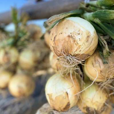 淡路島自然乾燥たまねぎ【玉ねぎ小屋から直送便】玉ねぎ3Kg!