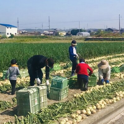 淡路島玉　ちゃまねぎ5kg