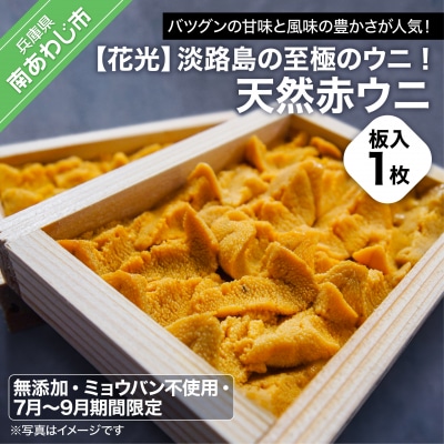 淡路島の至極のウニ!天然赤ウニ(板入1枚)【無添加・ミョウバン不使用・7月末～9月初旬発送予定】