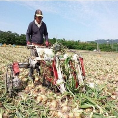 【淡路島玉ねぎ工房　善太】淡路島産玉ねぎ 7kg