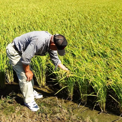 【SEAPA】令和4年淡路島産コシヒカリ2kgとご飯のお供