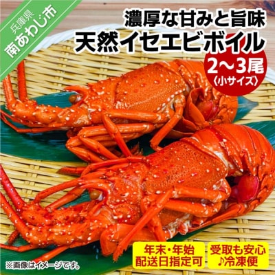 【年末年始配送日指定可】海老の代表格!天然イセエビボイル(小2尾～3尾)【受取も安心♪冷凍便】