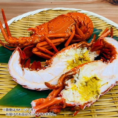 【年末年始配送日指定可】海老の代表格!天然イセエビボイル(小2尾～3尾)【受取も安心♪冷凍便】