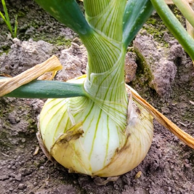 【新玉先行受付!】【仲田農園】超極早生新玉葱「福寿玉ねぎ」5kg◆配送2月上旬～4月中旬