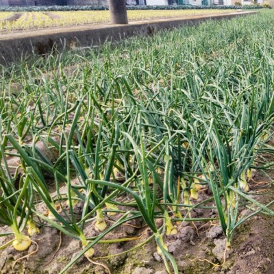 【新玉先行受付!】【仲田農園】超極早生新玉葱「福寿玉ねぎ」3kg◆配送2月上旬～4月中旬