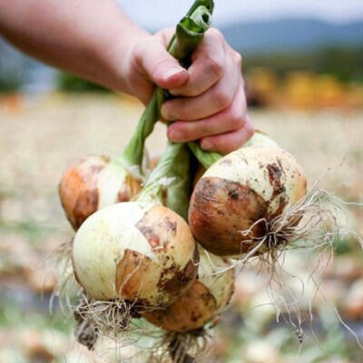 【新玉ねぎ】至極の味　淡路島の極味玉ねぎ　10kg　◆配送3月中旬～5月中旬