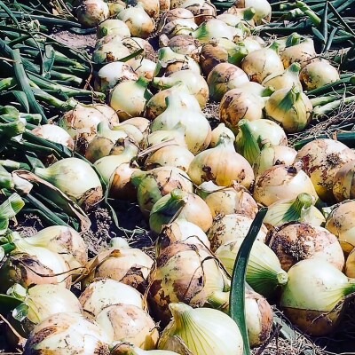 【海上ホテル】(新玉ねぎ)淡路島玉　ちゃまねぎ　3kg
