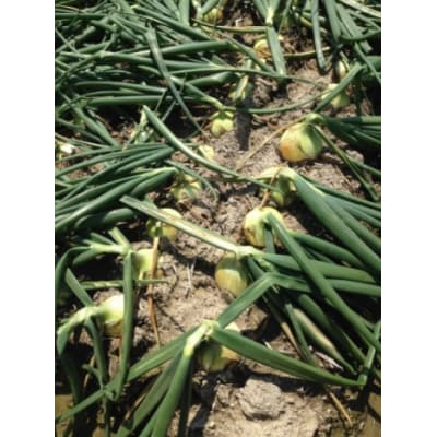 新玉ねぎ シャーロットオニオン 6kg　◆配送3月～6月