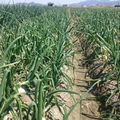 【新玉受付】淡路島産新玉ねぎ 3kg　◆配送2月中旬～