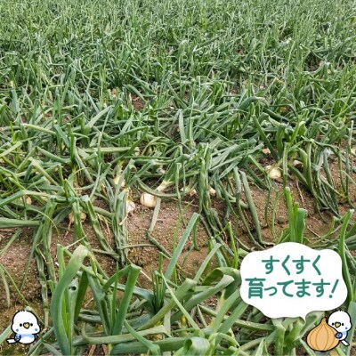 新玉ねぎ　淡路島　南あわじ市　3kg　超極早生【配送1月下旬～3月下旬】