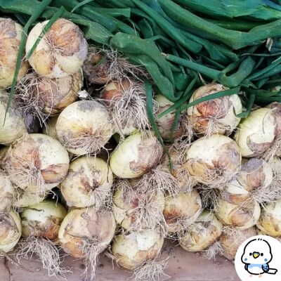 新玉ねぎ　淡路島　南あわじ市　3kg　◆配送4月～5月下旬