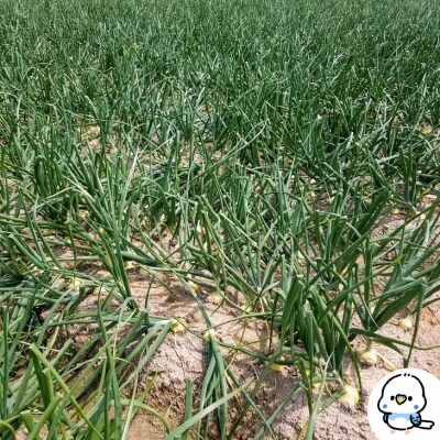 新玉ねぎ　淡路島　南あわじ市　3kg　◆配送4月～5月下旬