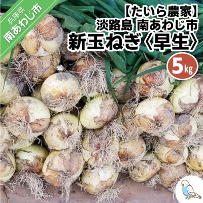 新玉ねぎ　淡路島　南あわじ市　5kg　早生　◆配送4月下旬～5月下旬