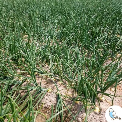 新玉ねぎ　淡路島　南あわじ市　5kg　早生　◆配送4月下旬～5月下旬