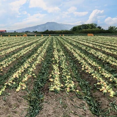 新玉ねぎ　淡路島　南あわじ市　5kg　早生　◆配送4月下旬～5月下旬