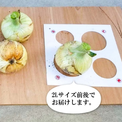 新玉ねぎ　淡路島南あわじ市 10kg 早生　◆配送4月下旬～5月下旬