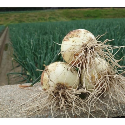 淡路島産 新玉ねぎ10kg  ◆配送4月末頃～