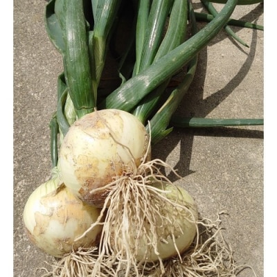 淡路島産 新玉ねぎ10kg  ◆配送4月末頃～