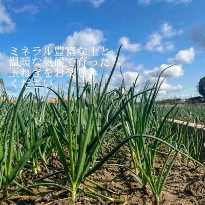 【農家の孫まっち】冬のビタミン新タマ5kg
