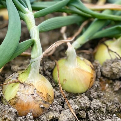 淡路島 南あわじ市産玉ねぎ3kg　◆配送7月～