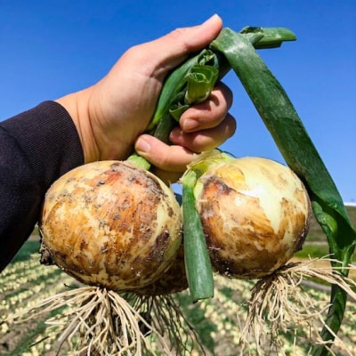 【しょうちゃんFARM】淡路島　南あわじ市産玉ねぎ3kg　◆配送7月～
