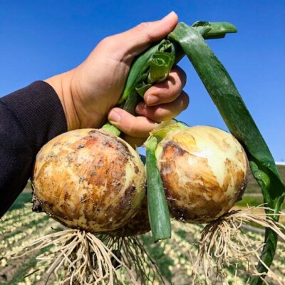 淡路島 南あわじ市産玉ねぎ3kg　◆配送7月～