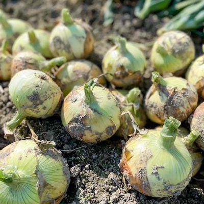 【新玉先行受付】淡路島 南あわじ市産玉ねぎ3kg 早生　◆配送5月～