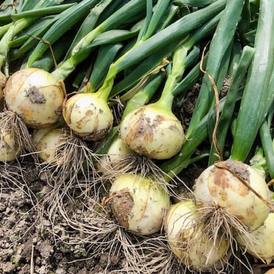 【新玉先行受付】淡路島 南あわじ市産玉ねぎ3kg 早生　◆配送5月～