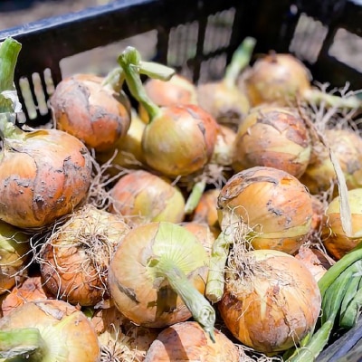 淡路島 南あわじ市産玉ねぎ3kg　◆配送6月～