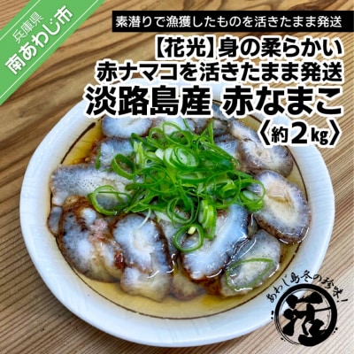 【花光】【あわじ島冬の珍味!身の柔らかい赤ナマコを活きたまま発送】淡路島産 赤なまこ(活)約2kg