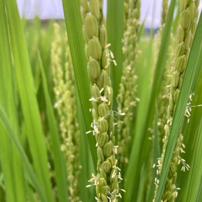 農家直送!【奈良農園】淡路島産ヒノヒカリ 5kg