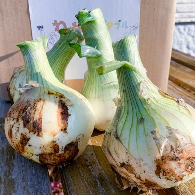【わいわいベジタブル】春の訪れ!淡路島の新たまねぎ(5kg)◆配送2月～5月下旬