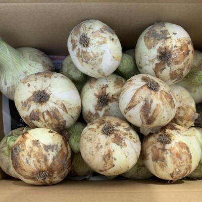 【わいわいベジタブル】春の訪れ!淡路島の新たまねぎ(5kg)◆配送2月～5月下旬