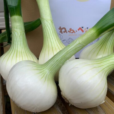 【わいわいベジタブル】春の訪れ!淡路島の新たまねぎ(10kg)◆配送2月～5月下旬