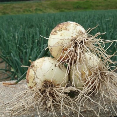 淡路島産 新玉ねぎ5kg　◆配送4月末頃～
