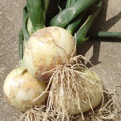 淡路島産 新玉ねぎ5kg　◆配送4月末頃～