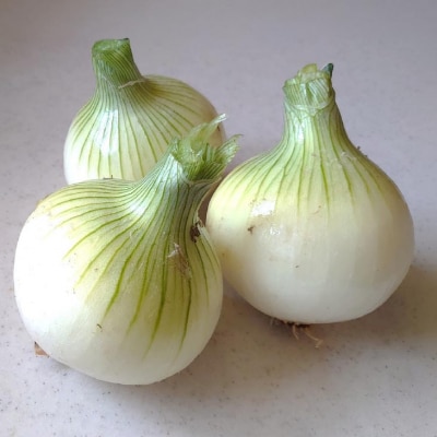 淡路島産 新玉ねぎ5kg　◆配送4月末頃～