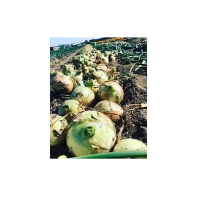 ◆配送4月末～【南あわじ農業女子部】淡路島の農家の嫁から直送「完熟新玉ねぎ 早生 5㎏」