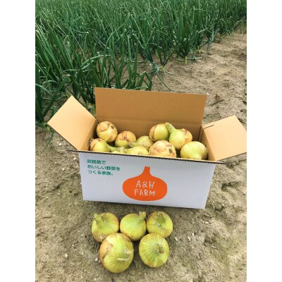 【期間限定】島玉ねぎ(新玉ねぎ)10kg　◆発送3月～