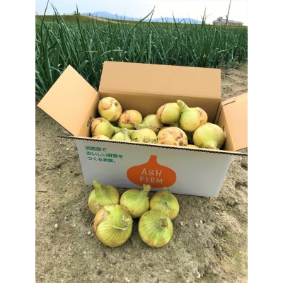 【期間限定】島玉ねぎ(新玉ねぎ)10kg　★発送3月～