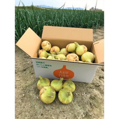 【期間限定】島玉ねぎ(新玉ねぎ)10kg　◆発送3月～