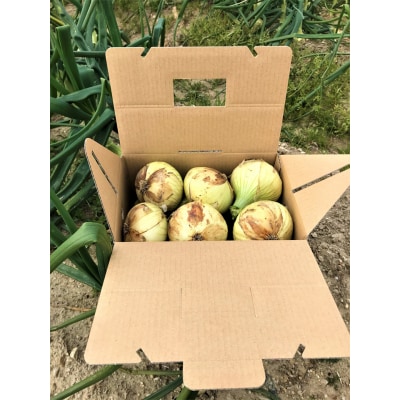 【期間限定】島玉ねぎ(新玉ねぎ)2.5kg+白米(きぬむすめ)10kg　★発送3月～