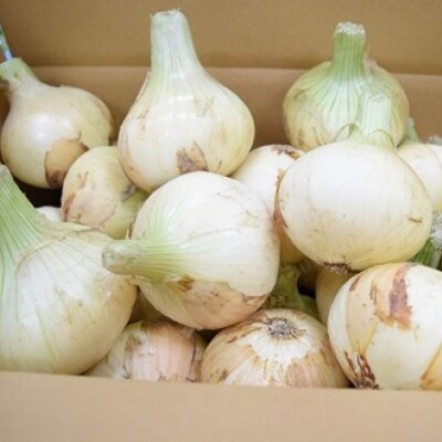 【美菜恋来屋】【新玉ねぎ】淡路島たまねぎ　5kg　◆配送2月中旬～