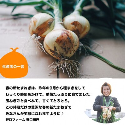 子どもたちが丸ごと食べれる♪春の新たまねぎ5kg　◆配送3月～