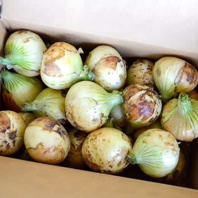 【淡路島の青果屋】淡路島産新たまねぎ　5kg