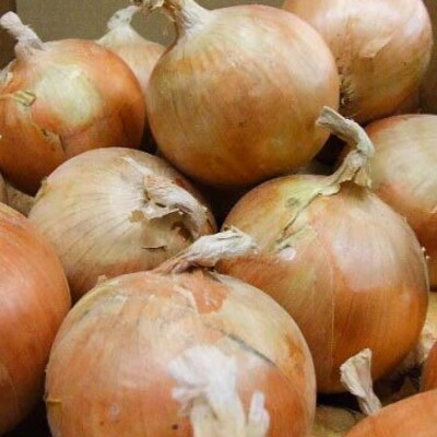 淡路島産玉ねぎ 3kg