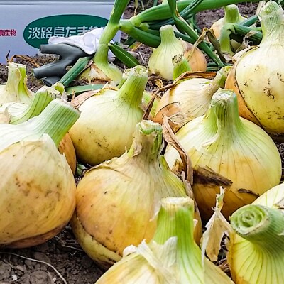 【あさひサンファーム】【大玉10kg】兵庫県認証★特別栽培★淡路島新たまねぎ