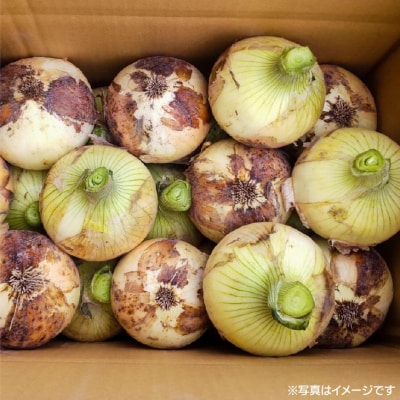 淡路ブランド玉ねぎ「福寿玉ねぎ」10kg