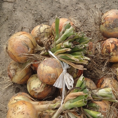 淡路島産玉ねぎ5kg　◆配送7月中旬～